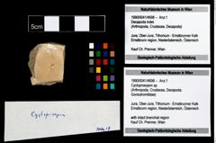 Foto (Objekt + Etikett) von Cycloprosopon sp.  (NHMW-GEO-1990-0041-4698)
